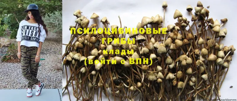 Псилоцибиновые грибы GOLDEN TEACHER  Куйбышев 